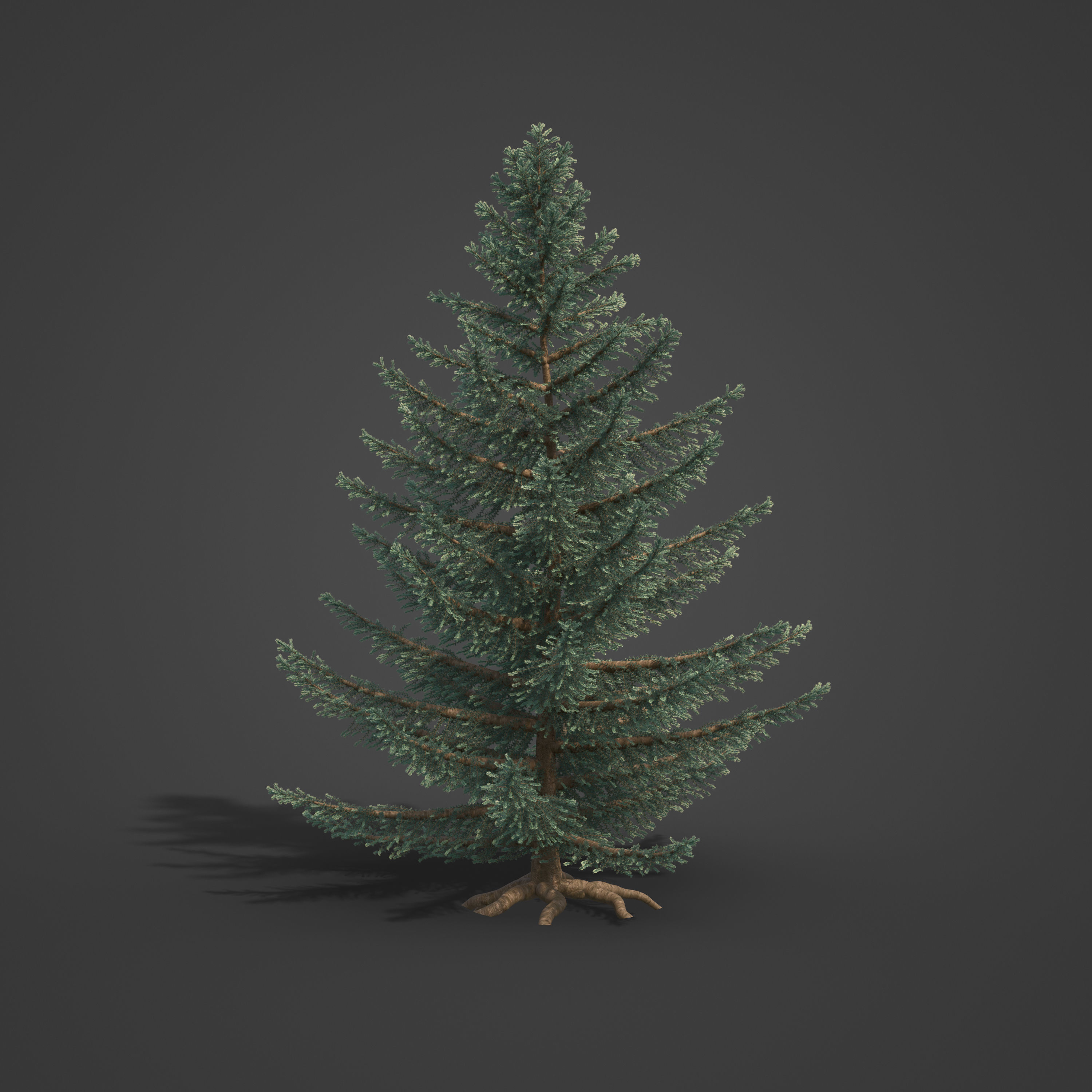 2021 PBR Atlas Cedar Collection - Cedrus Atlantica 3D model_2
