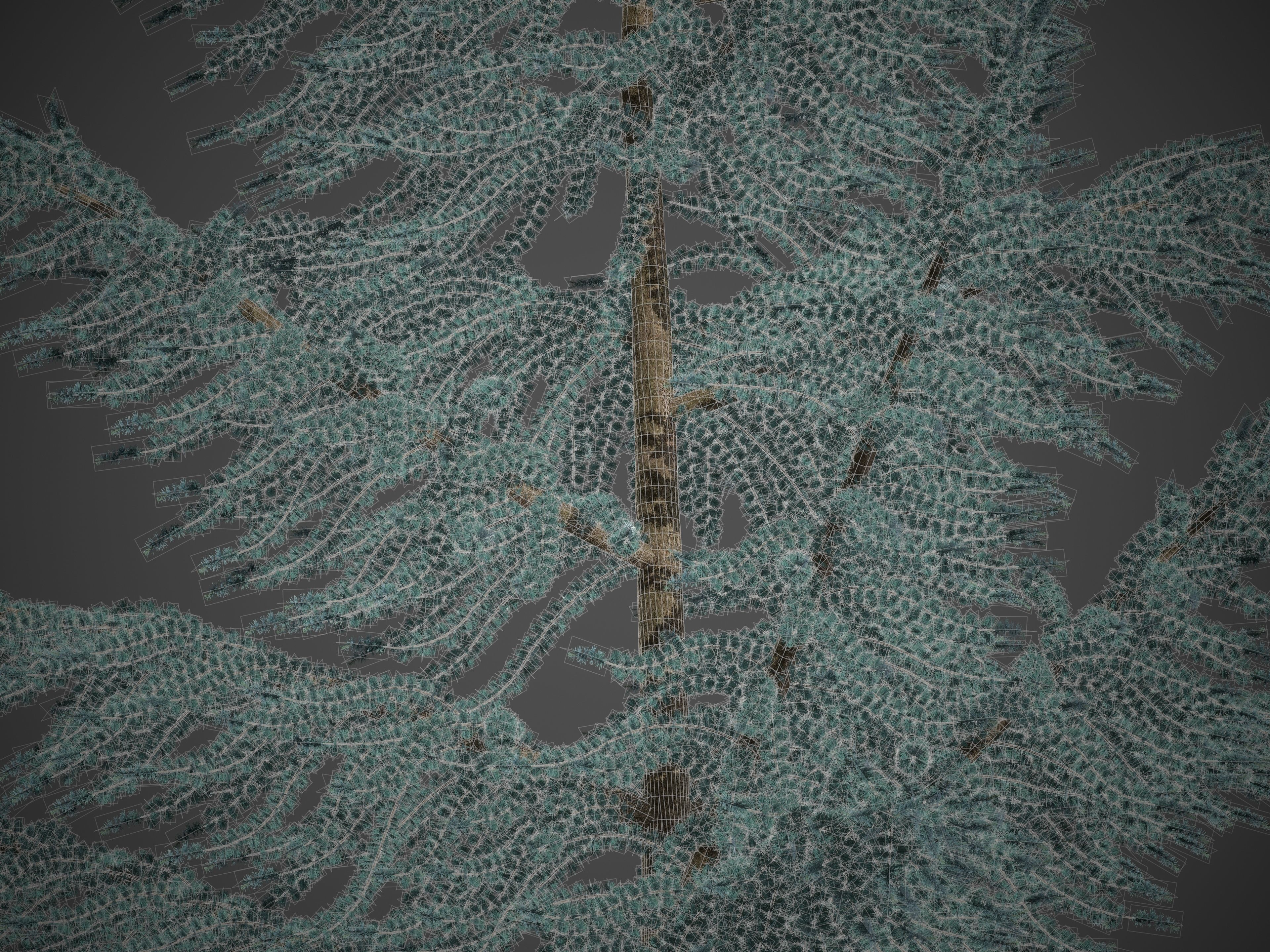 2021 PBR Atlas Cedar Collection - Cedrus Atlantica 3D model_7