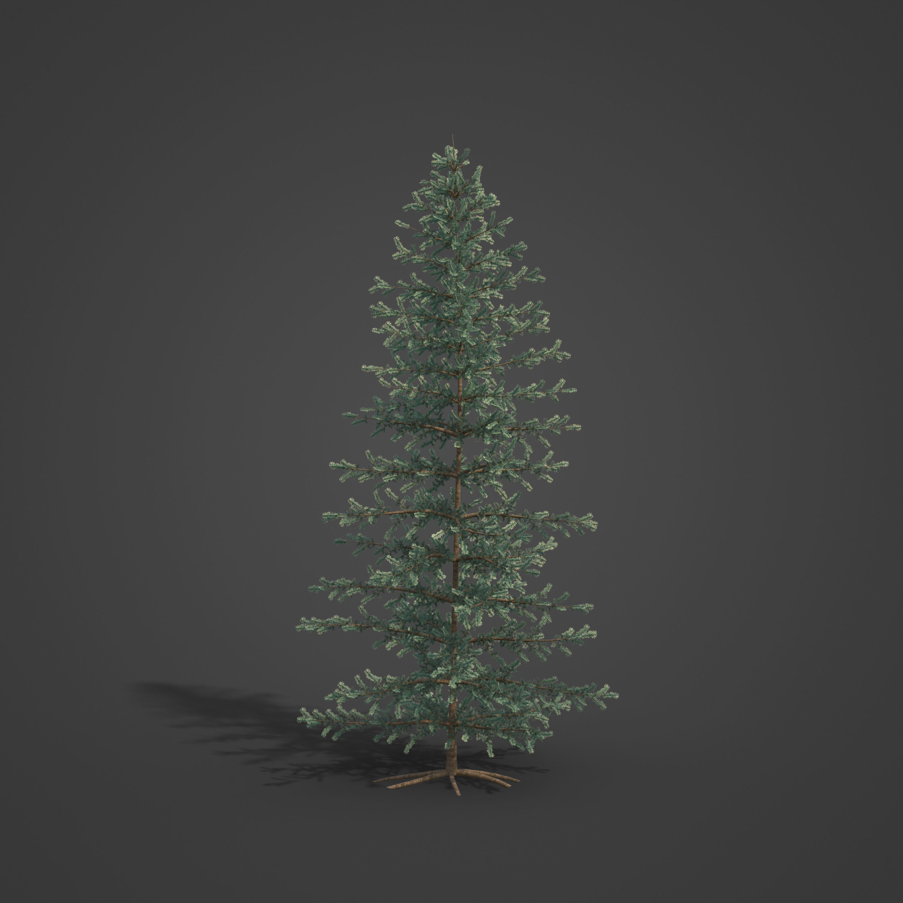 2021 PBR Atlas Cedar Collection - Cedrus Atlantica 3D model_5