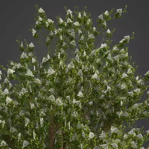 2021 PBR Manna Ash Collection - Fraxinus Ornus