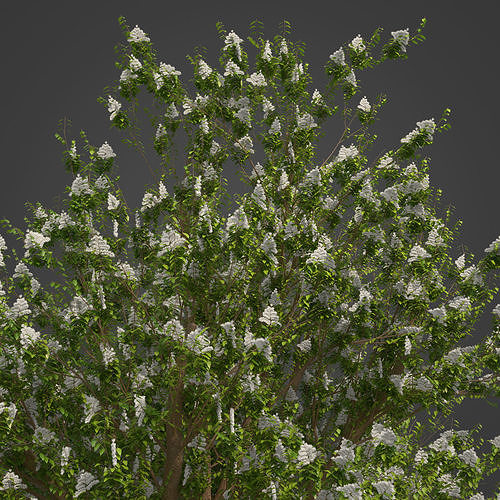 2021 PBR Manna Ash Collection - Fraxinus Ornus 3D model