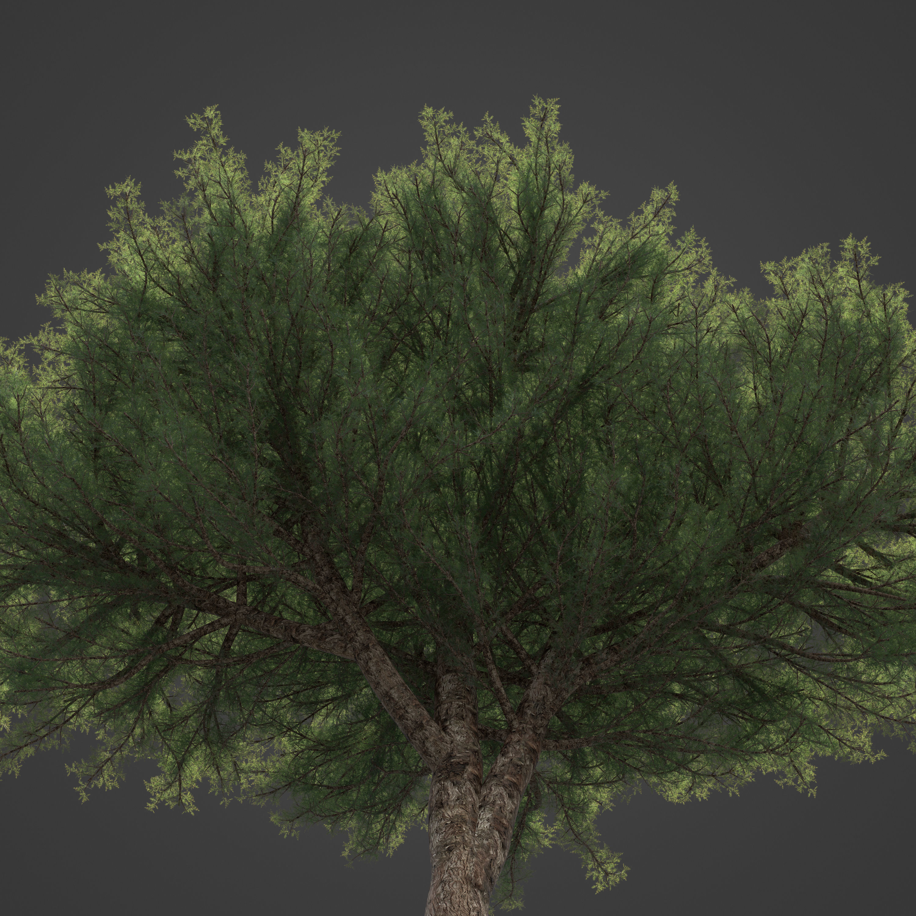 2021 PBR Prickly Juniper Collection - Juniperus Oxycedrus 3D model_6