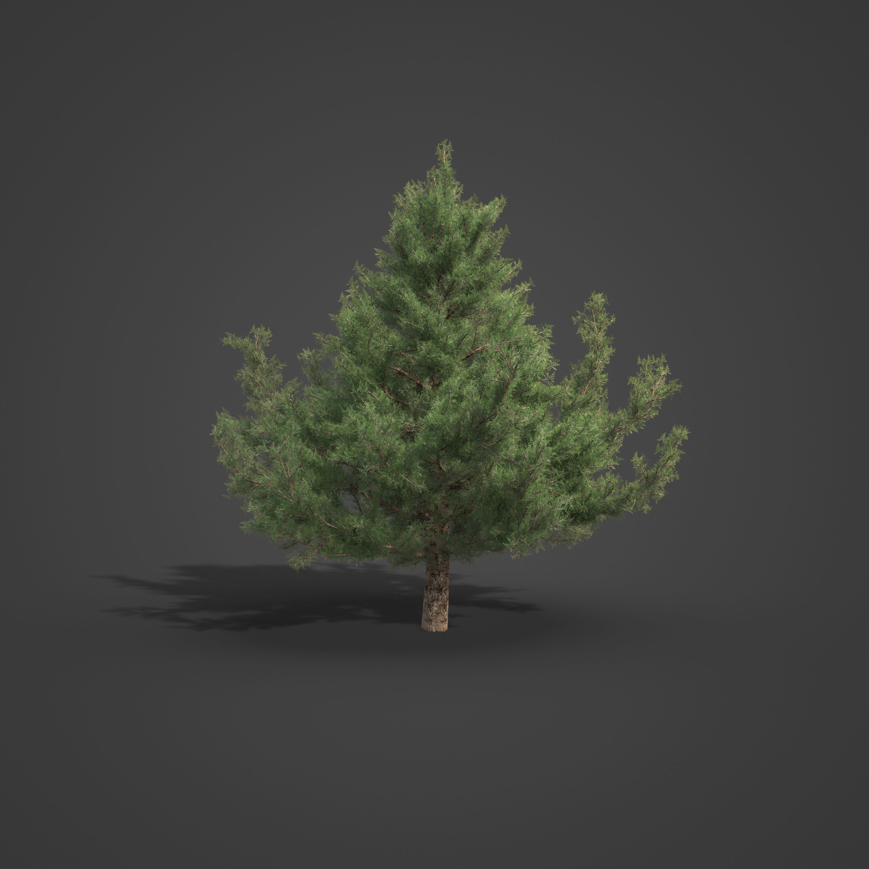 2021 PBR Prickly Juniper Collection - Juniperus Oxycedrus 3D model_3