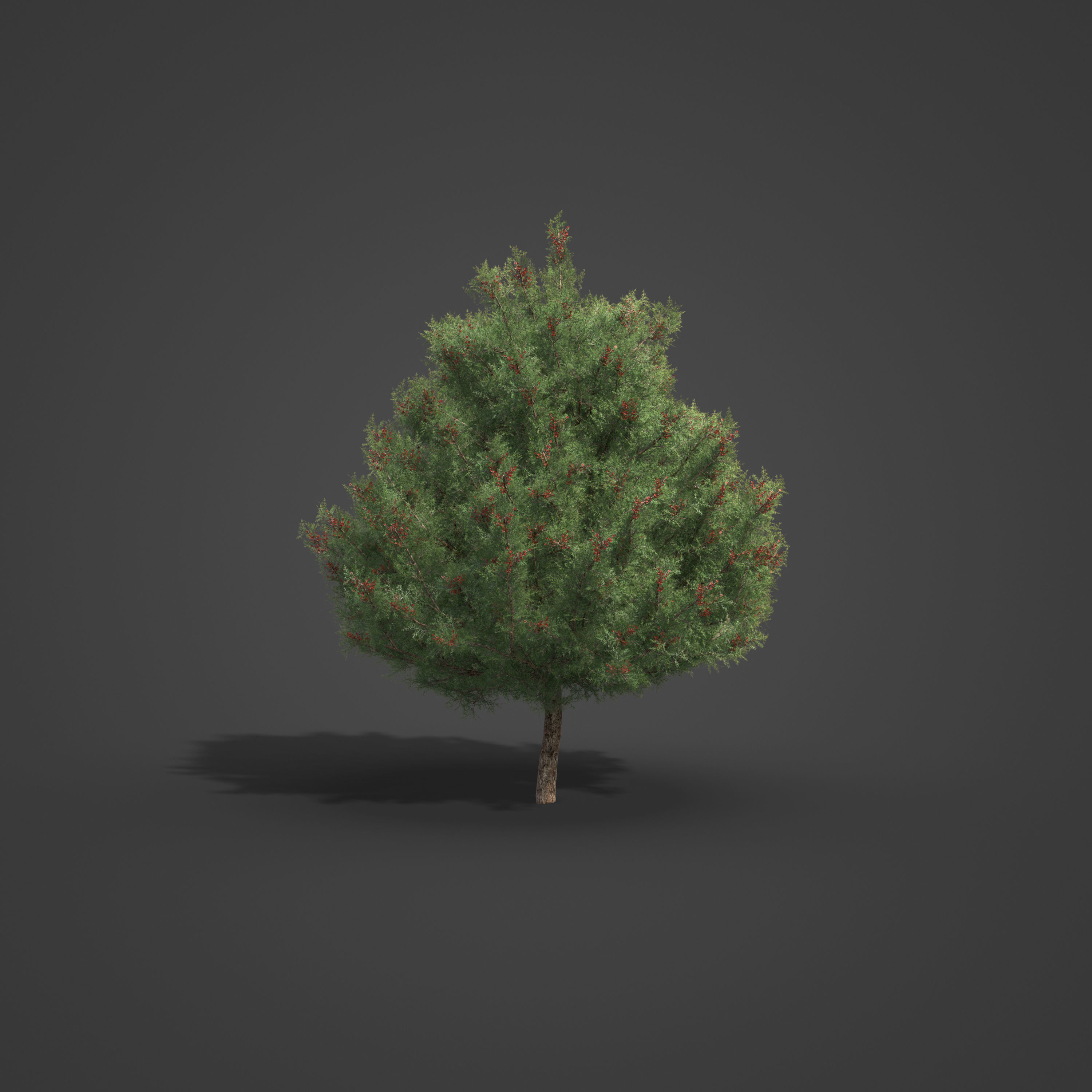 2021 PBR Prickly Juniper Collection - Juniperus Oxycedrus 3D model_5