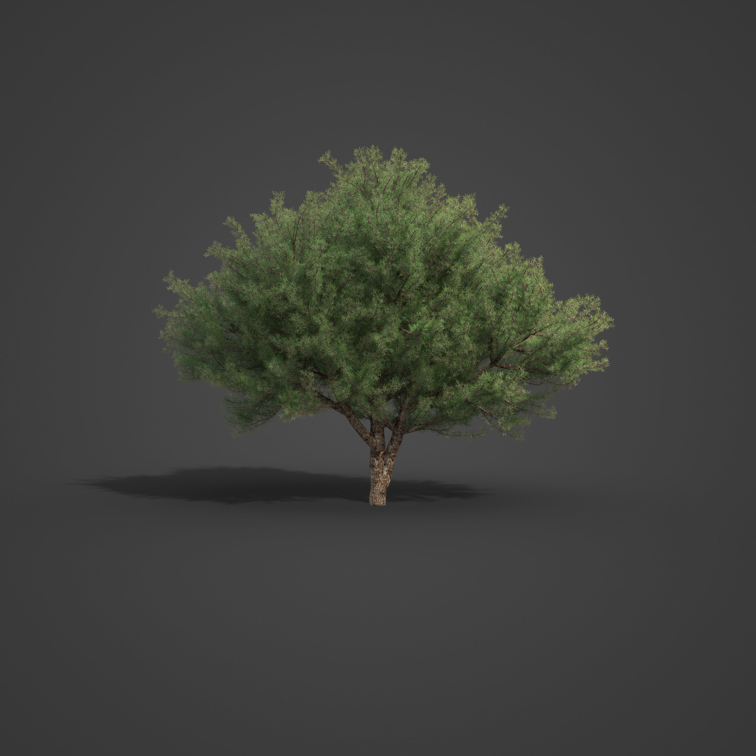 2021 PBR Prickly Juniper Collection - Juniperus Oxycedrus 3D model_4