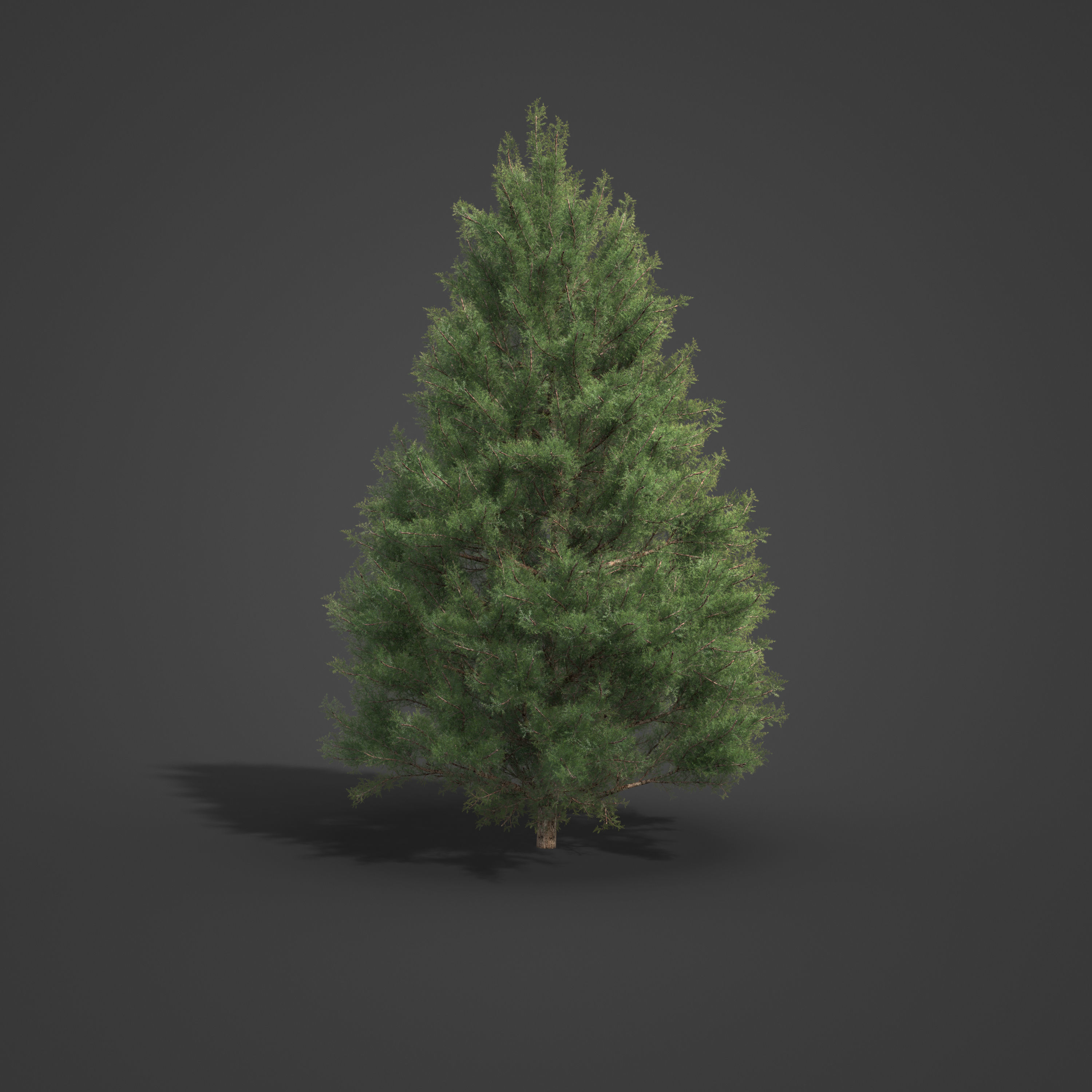 2021 PBR Prickly Juniper Collection - Juniperus Oxycedrus 3D model_2