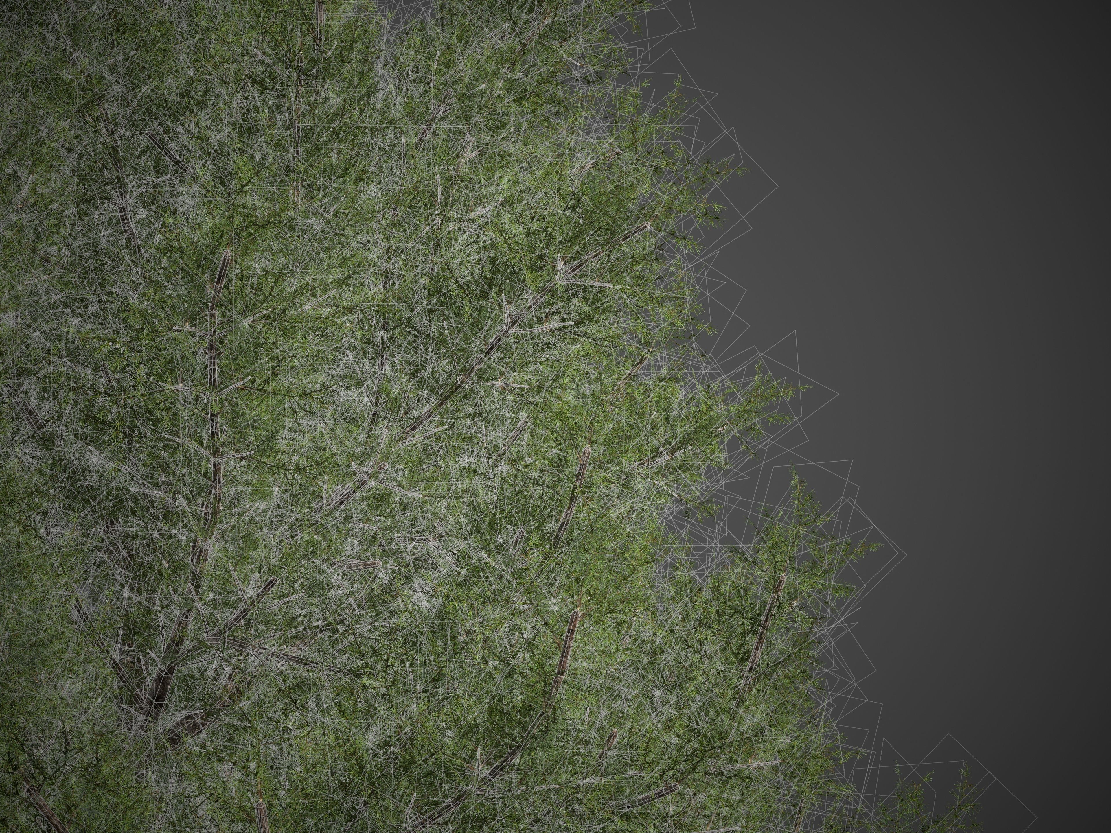 2021 PBR Prickly Juniper Collection - Juniperus Oxycedrus 3D model_7