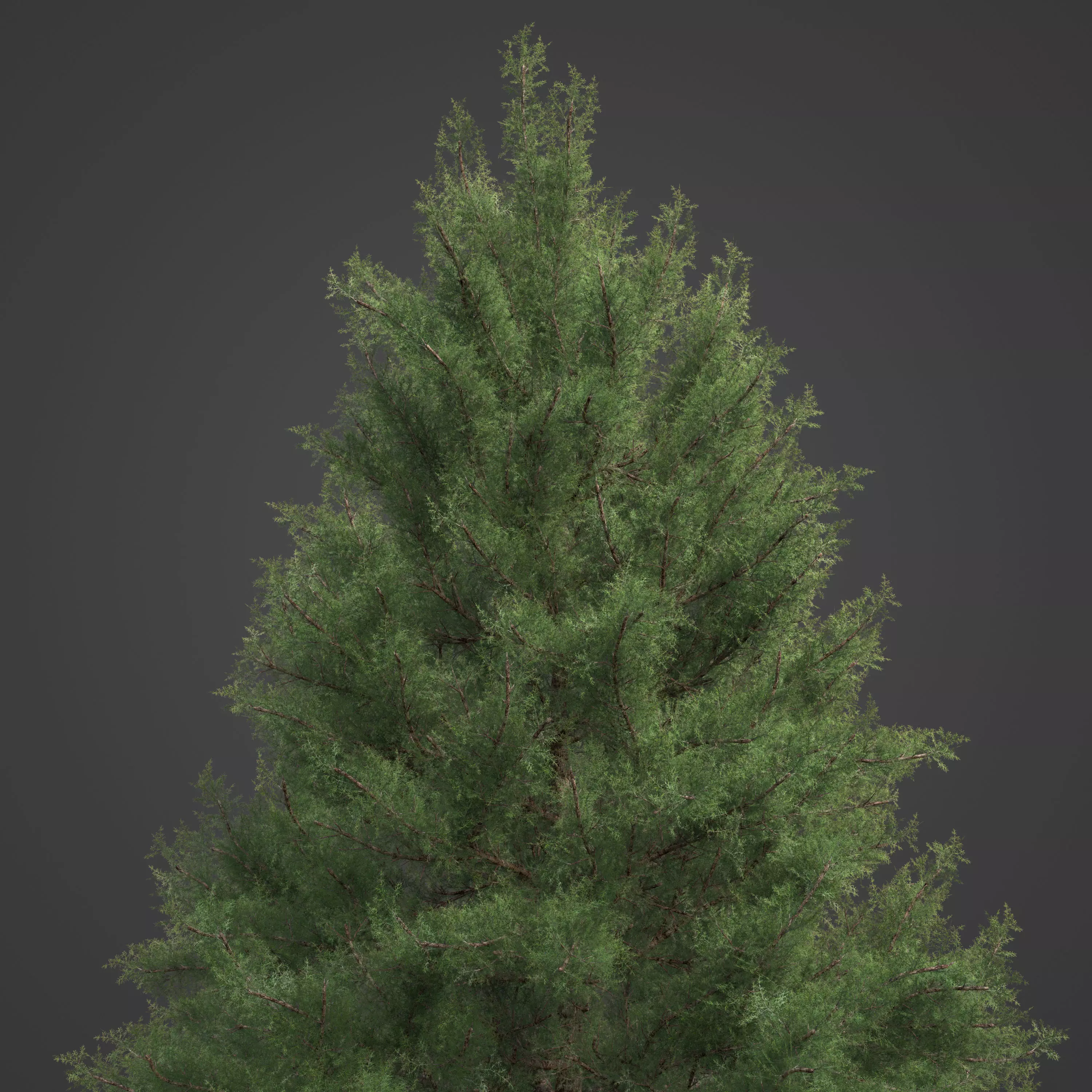 2021 PBR Prickly Juniper Collection - Juniperus Oxycedrus 3D model_0