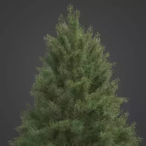 2021 PBR Prickly Juniper Collection - Juniperus Oxycedrus 3D model