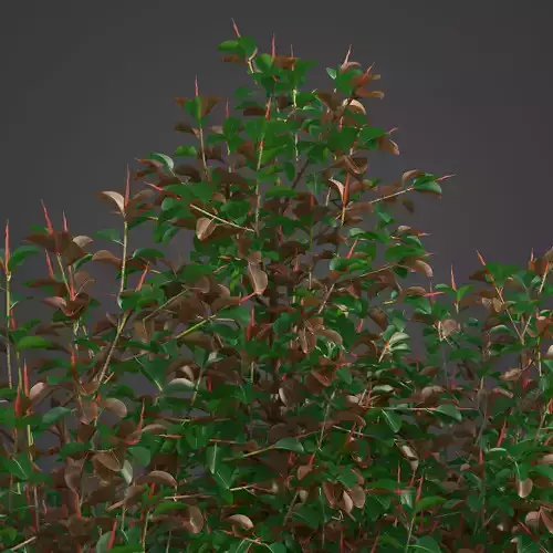 2021 PBR Rubber Tree Collection - Ficus Elastica