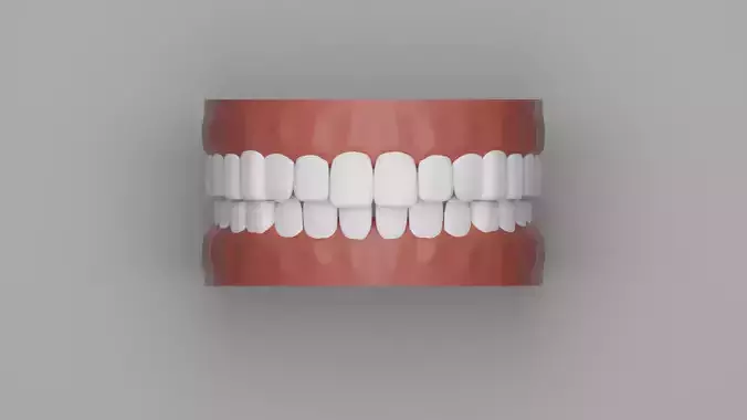  Teeth and Gums 3D Low-poly