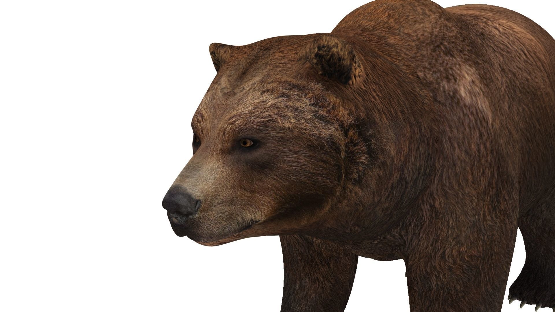brown bear 3d model 3D model_8
