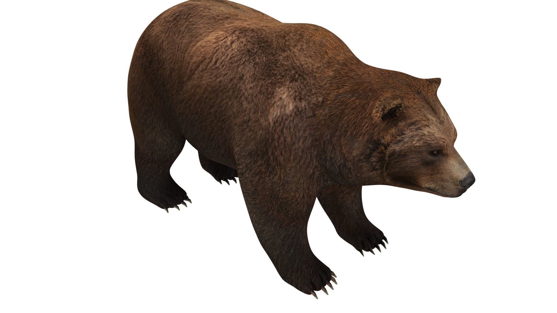brown bear 3d model 3D model_13
