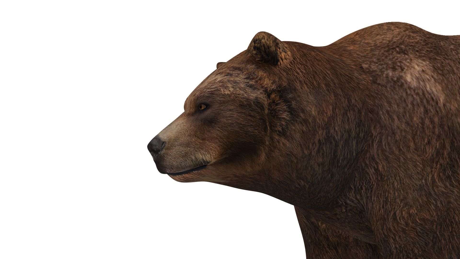 brown bear 3d model 3D model_14