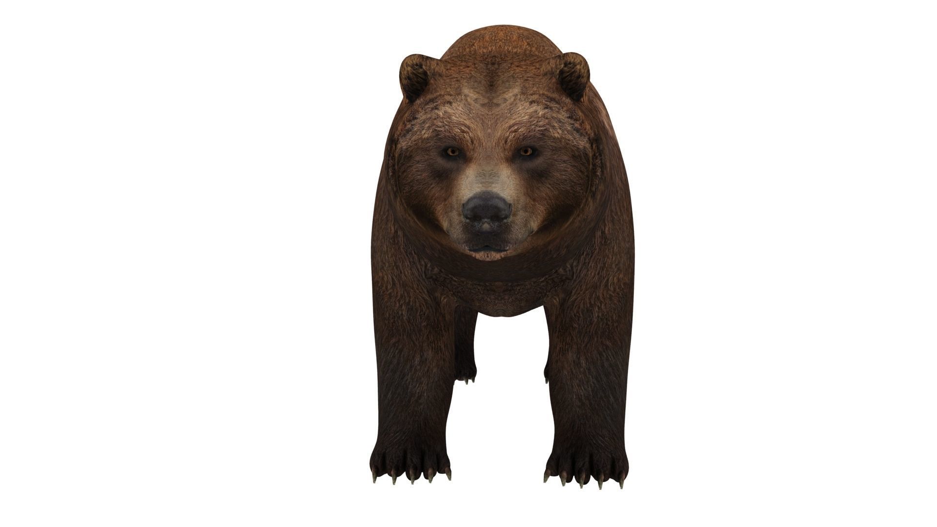 brown bear 3d model 3D model_12