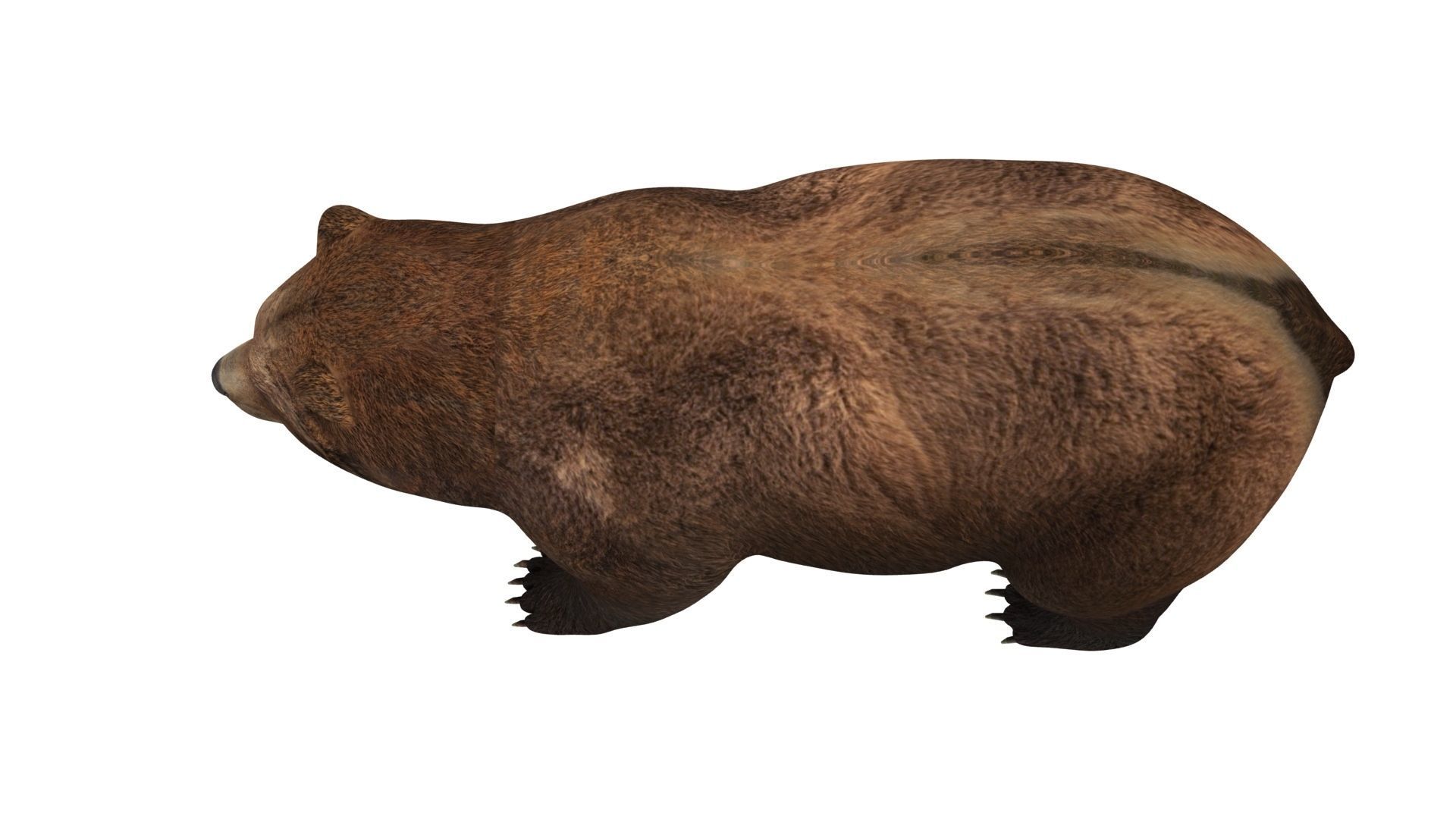 brown bear 3d model 3D model_9