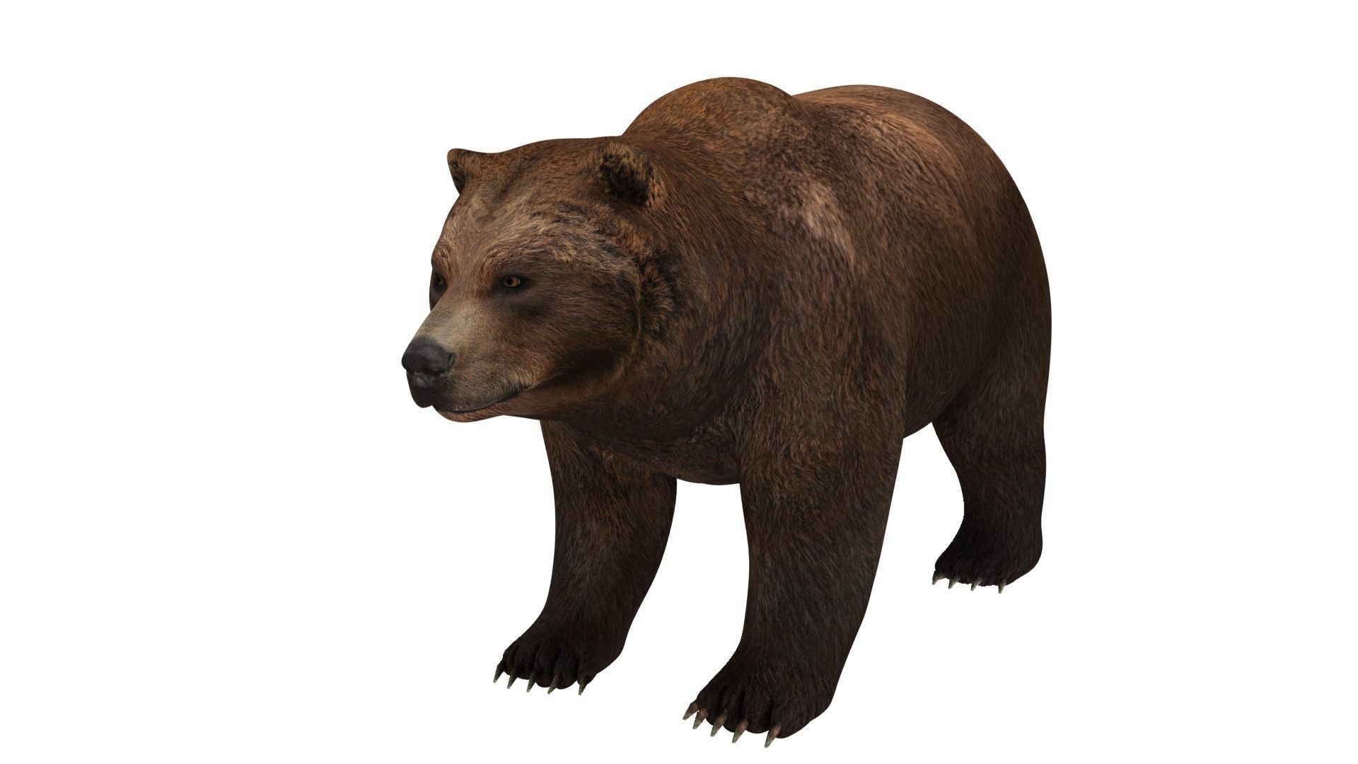 brown bear 3d model 3D model_7