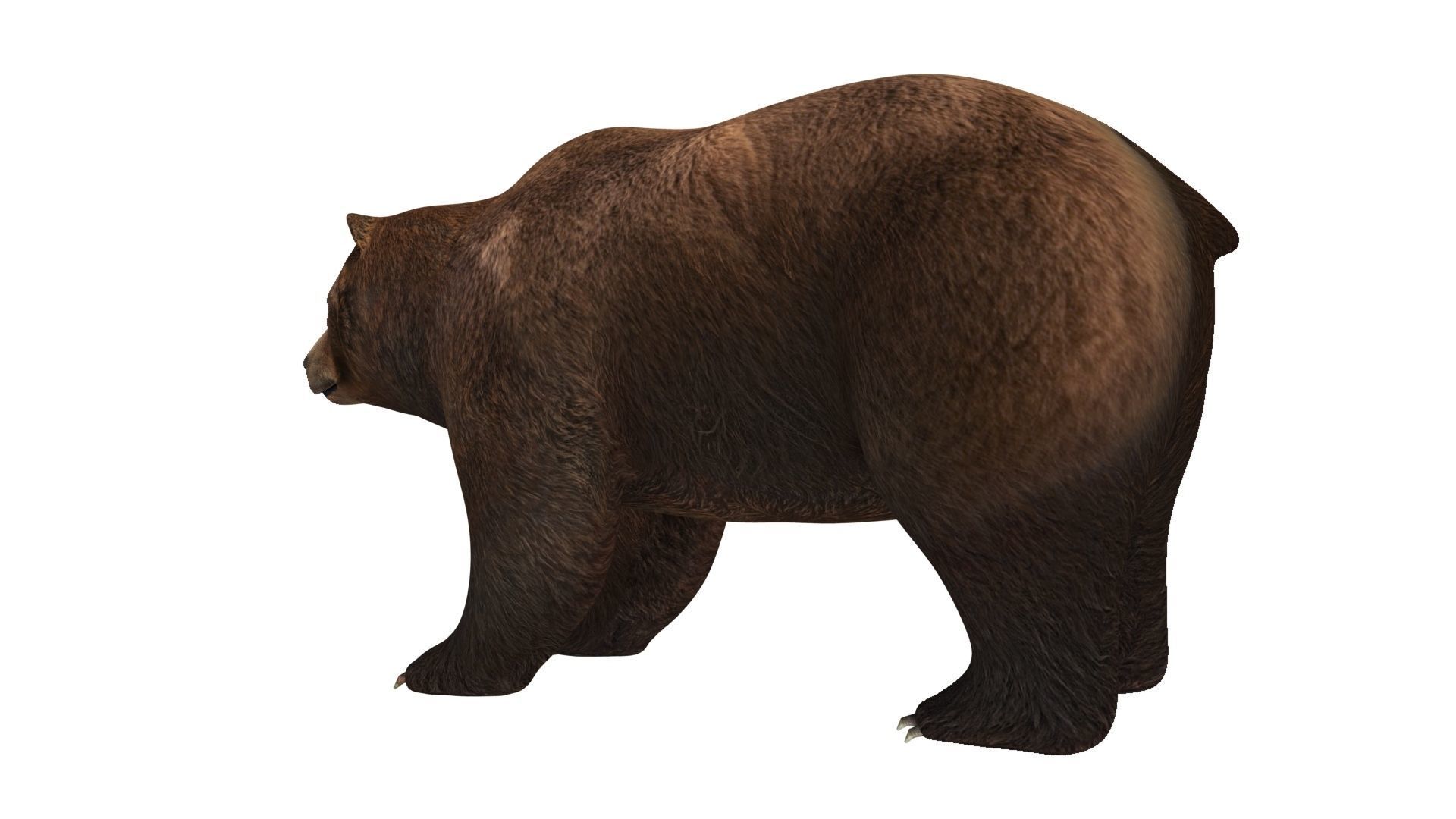 brown bear 3d model 3D model_10
