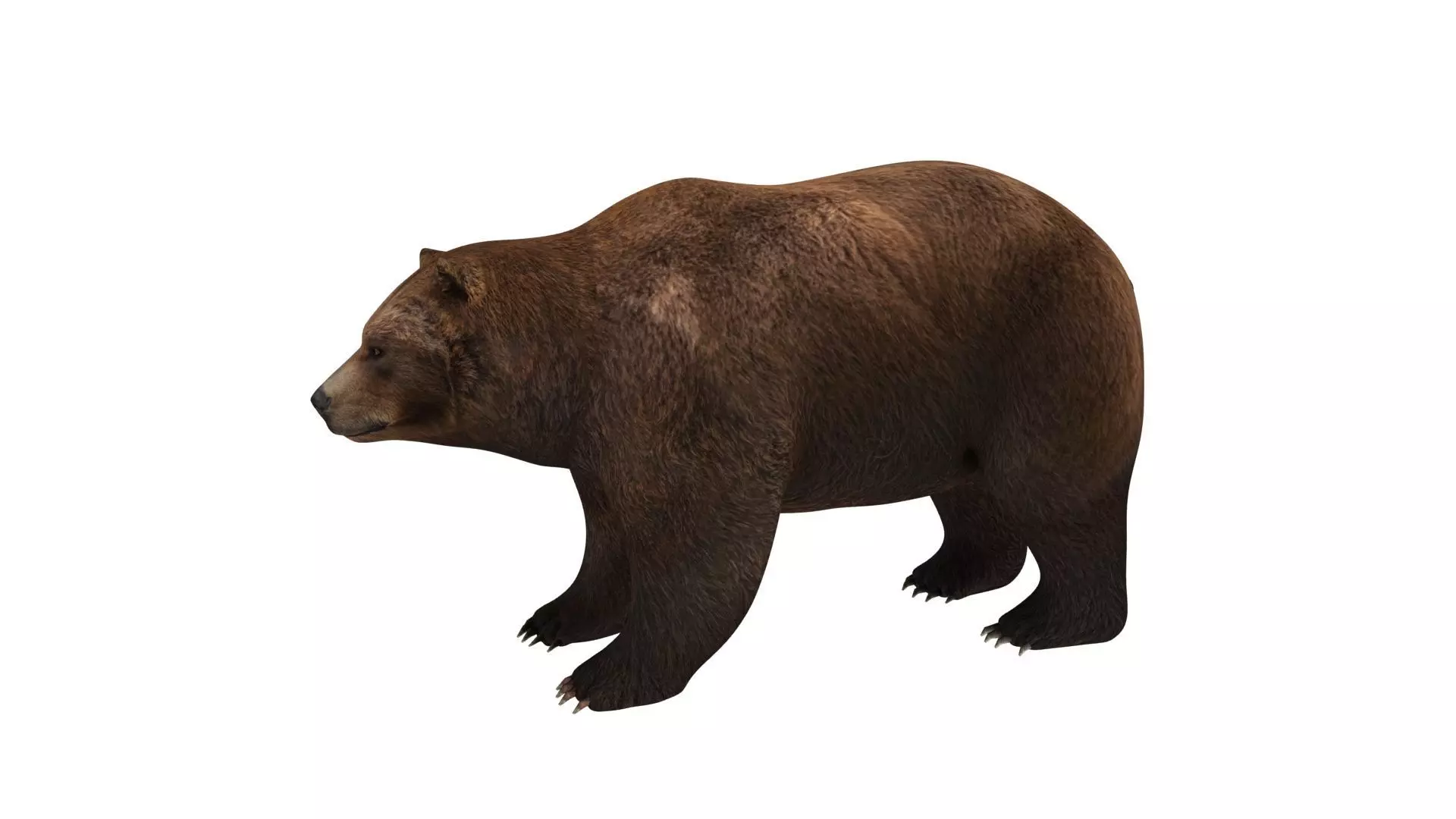 brown bear 3d model 3D model_0