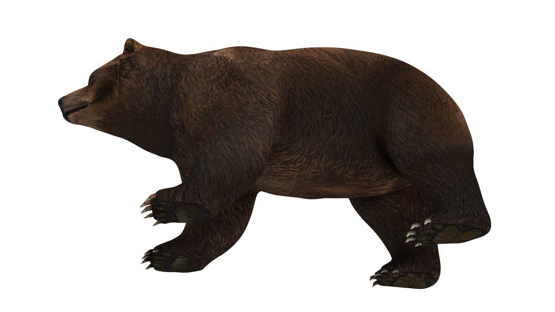 brown bear 3d model 3D model_11