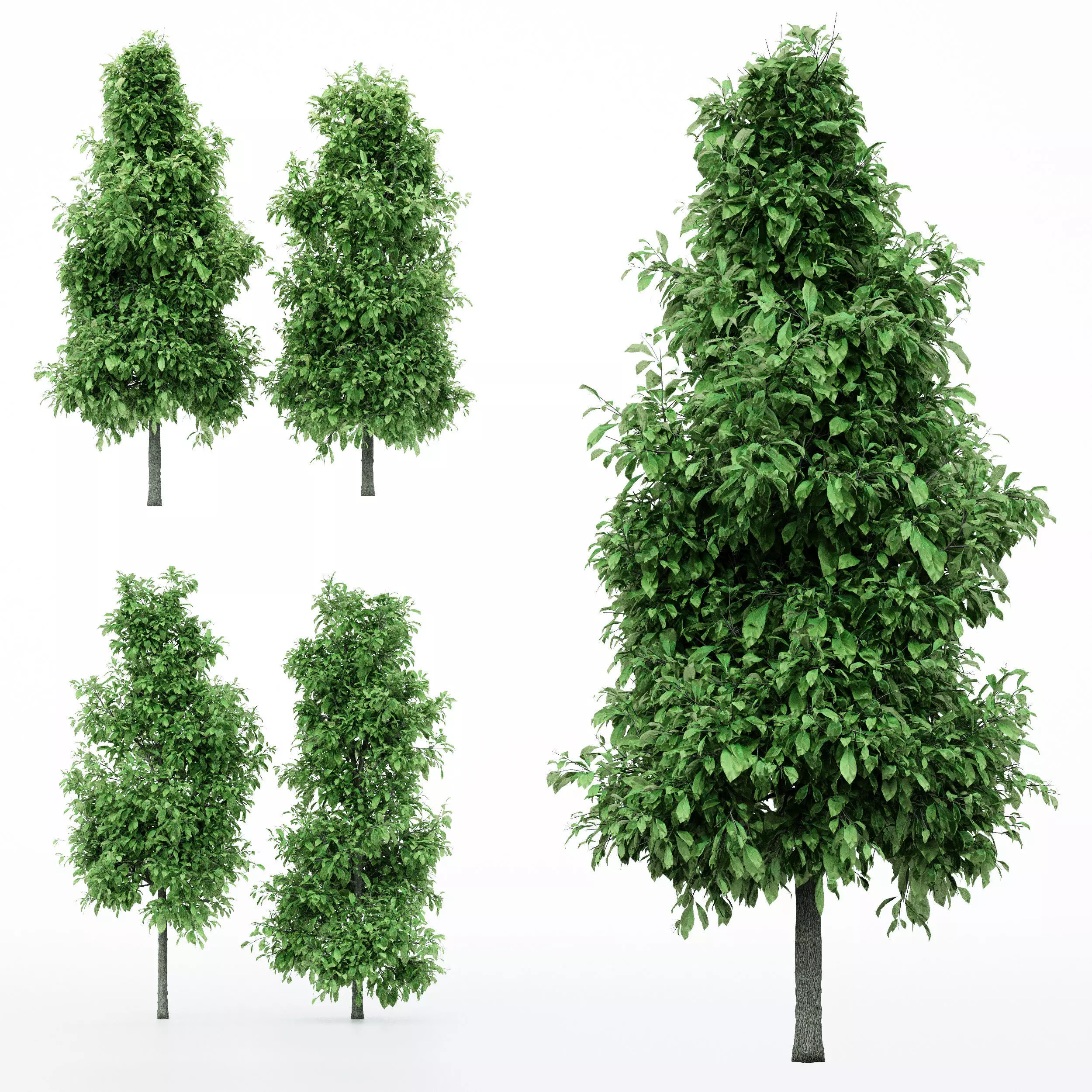 4diffrent tree Sour wood Spring 4 trees Models in the scene Free 3D model