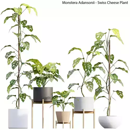 Monstera Adansonii - Swiss Cheese