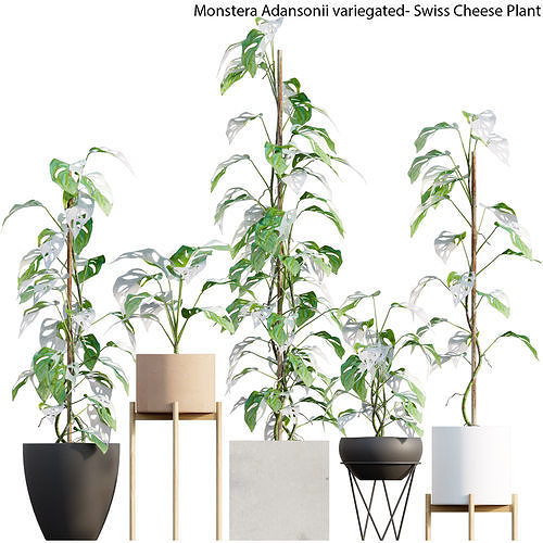 Monstera Adansonii variegated- Swiss Cheese Plant 3D model