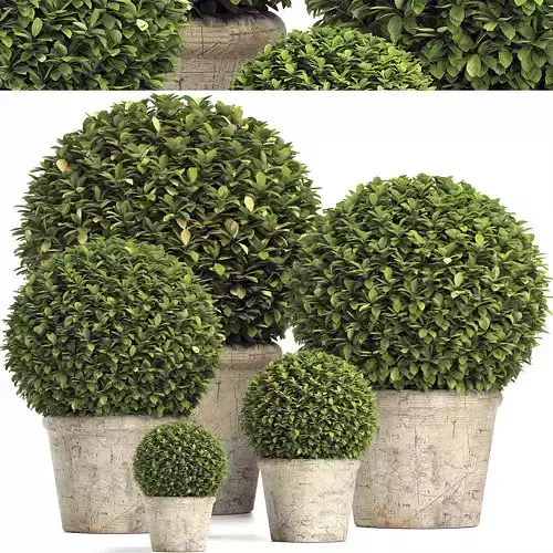 Preserved Boxwood Globe RH - Indoor Plant 219