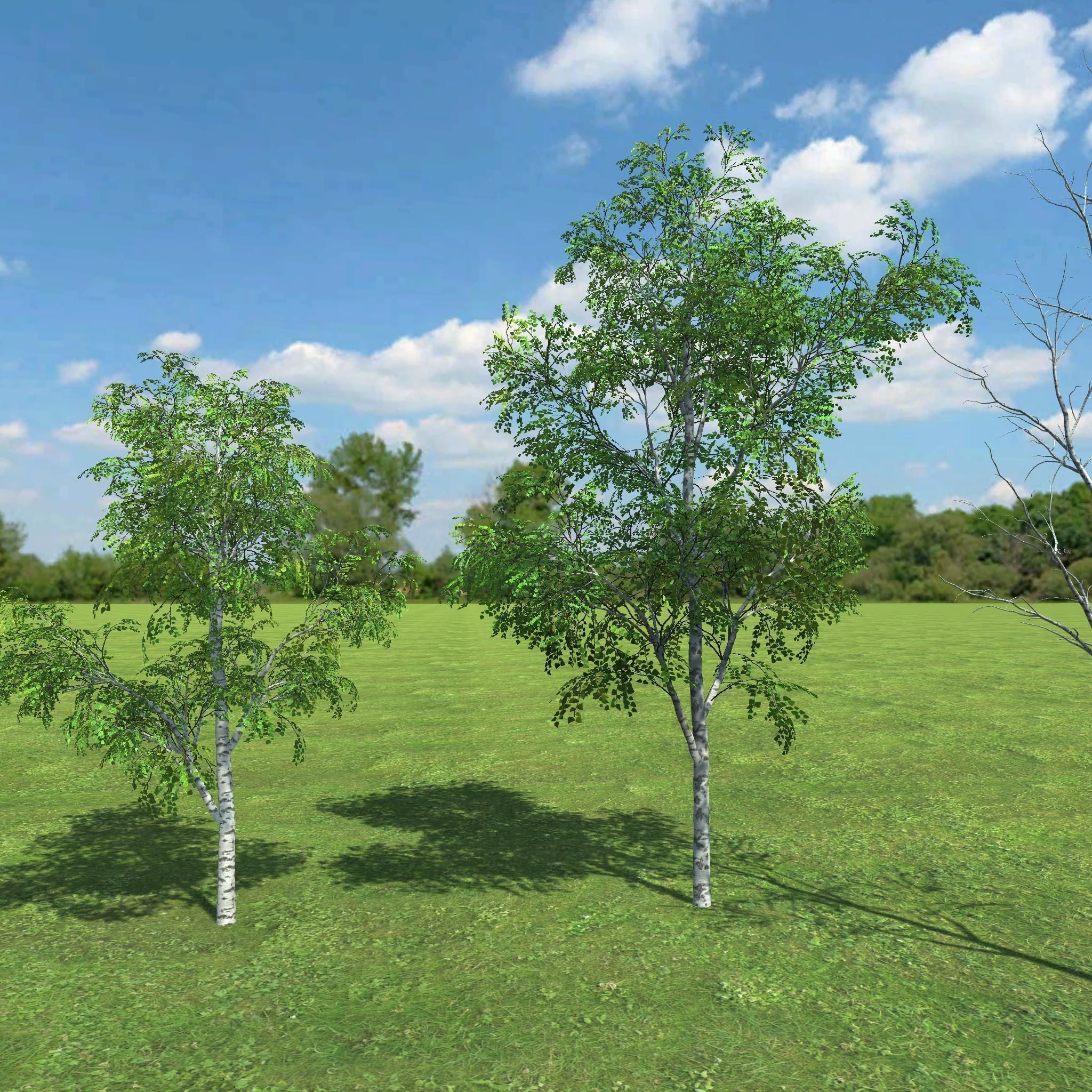 3D gameready models Birch Low-poly 3D model_6