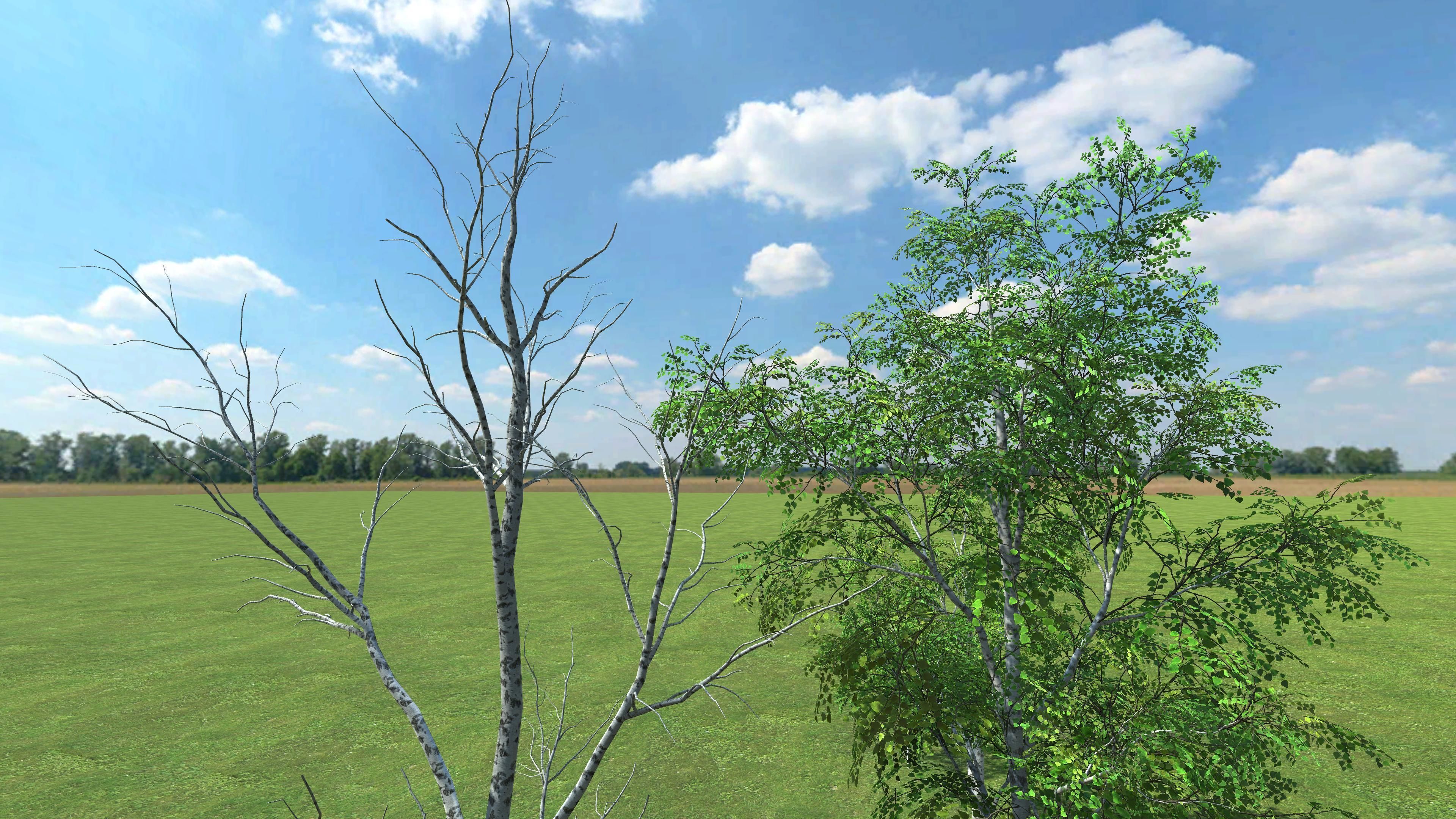 3D gameready models Birch Low-poly 3D model_3