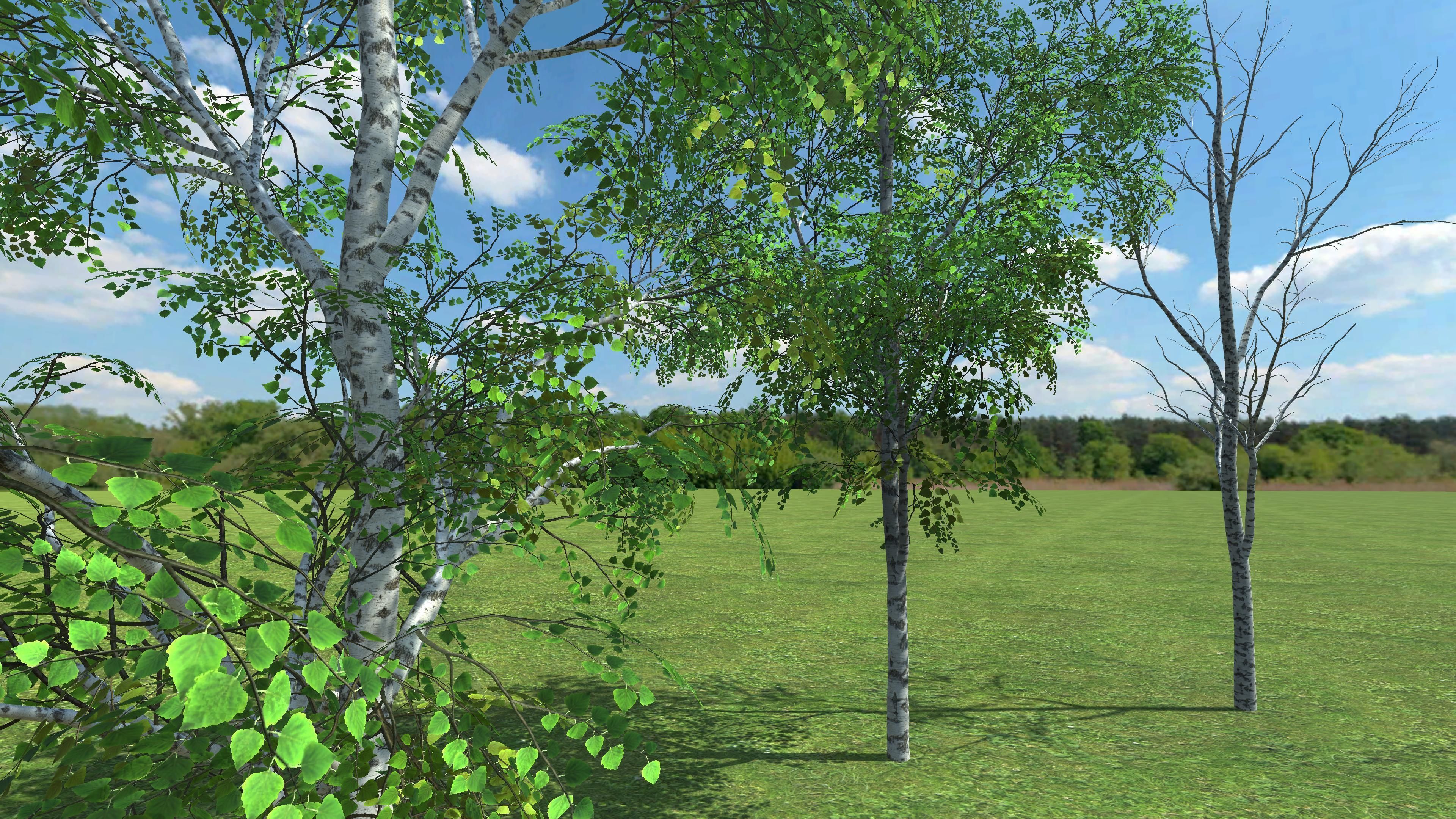 3D gameready models Birch Low-poly 3D model_5