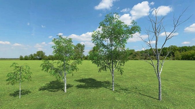 3D gameready models Birch Low-poly 3D model
