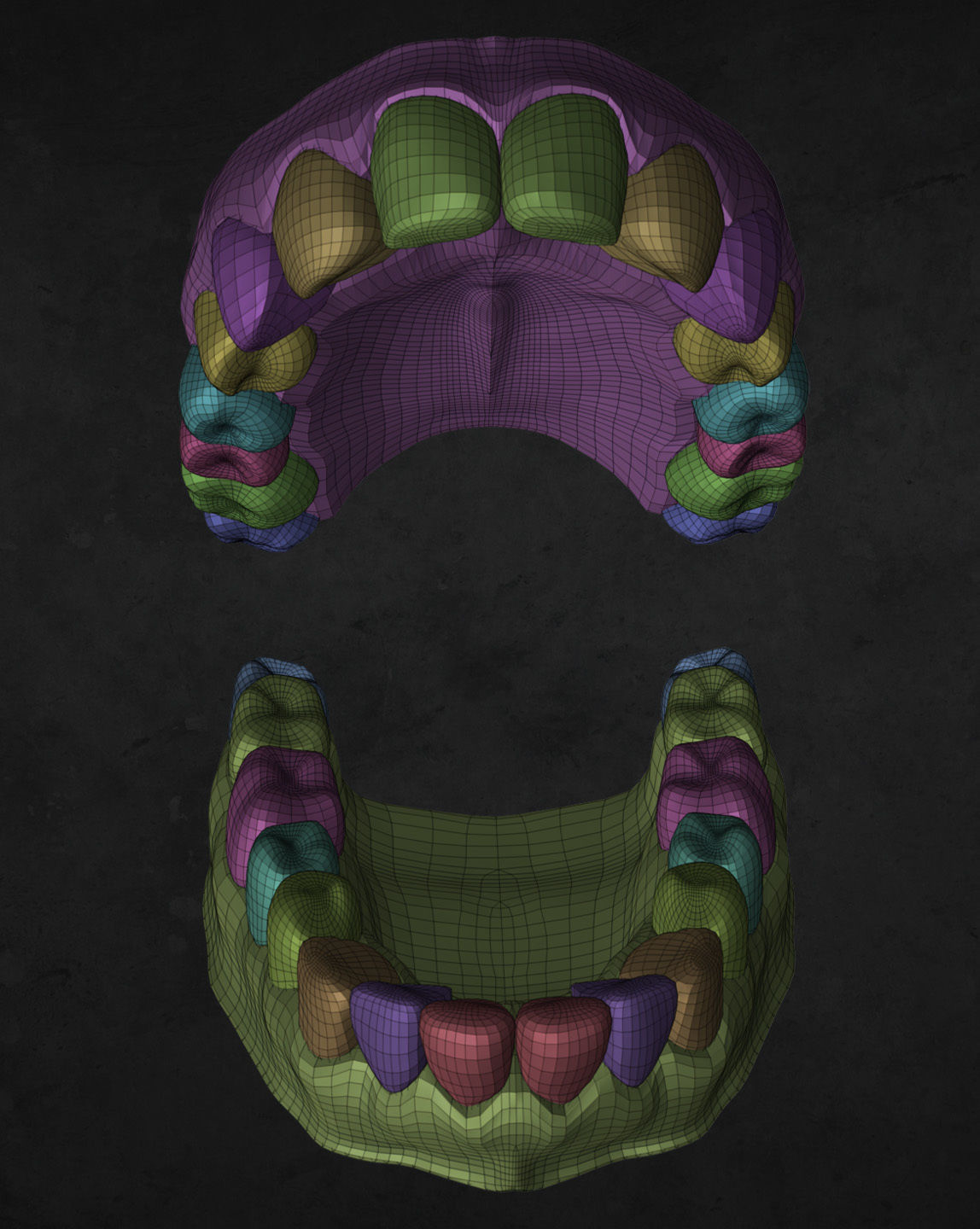 Teeth and Gums 3D model_5