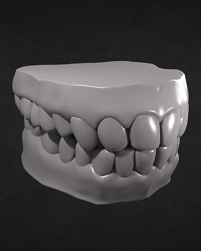 Teeth and Gums 3D model