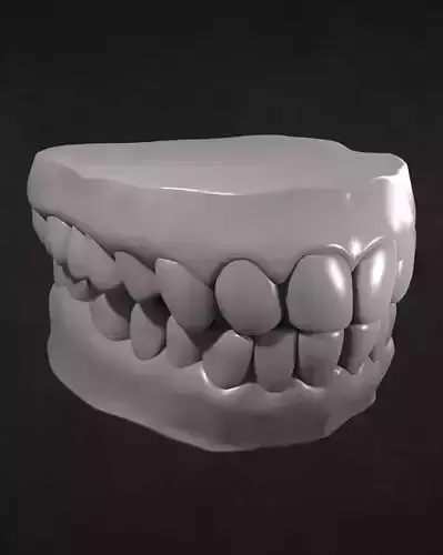 Teeth and Gums 3D model