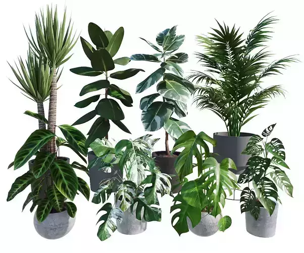 Plants 8 houseplants set