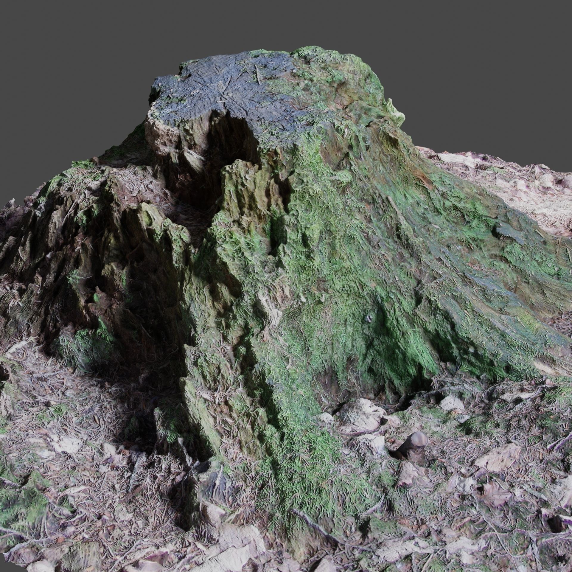 Tree Stump 2 3D model_4