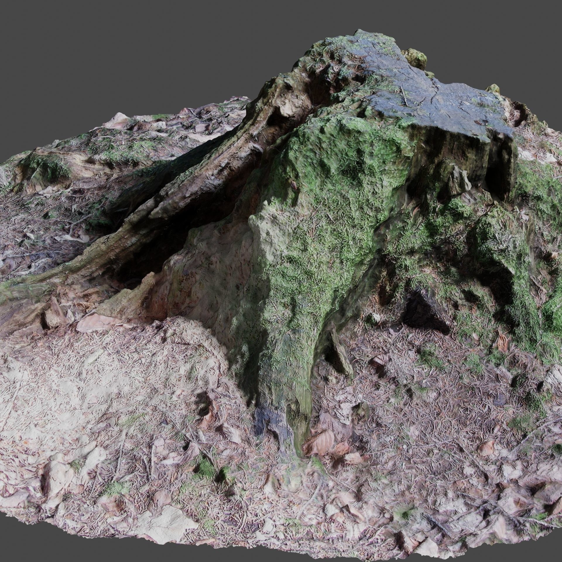 Tree Stump 2 3D model_6