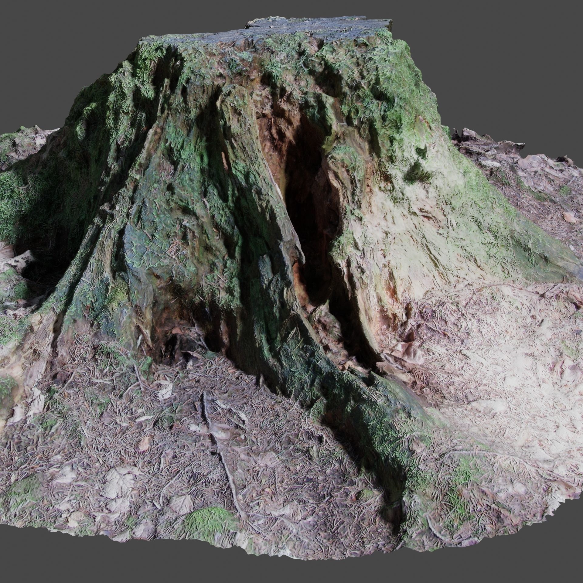 Tree Stump 2 3D model_7