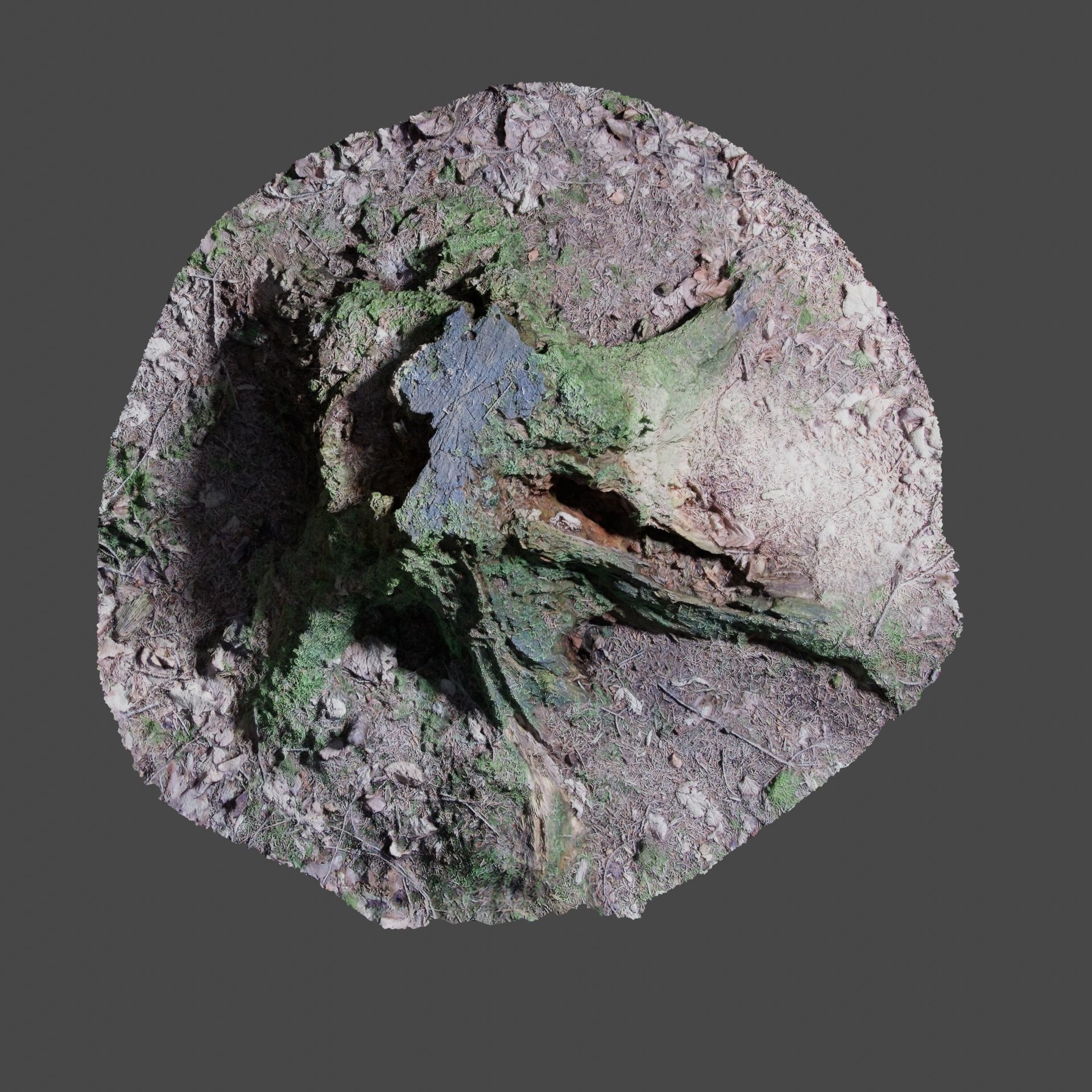 Tree Stump 2 3D model_8