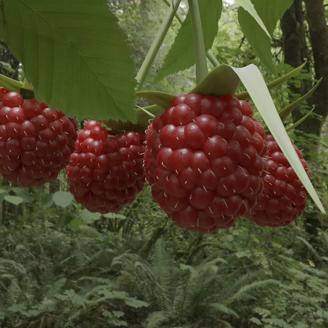 animated raspberries  Free 3D model_0