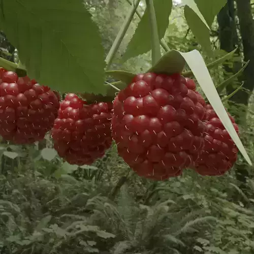 animated raspberries 