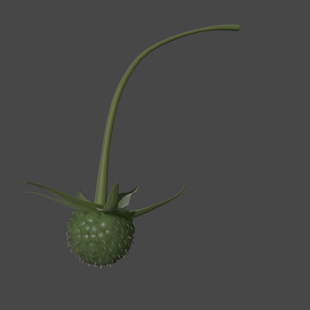 animated raspberries  Free 3D model_1