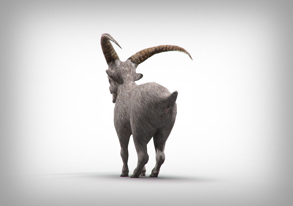 Goat low poly with long horns Low-poly 3D model_3