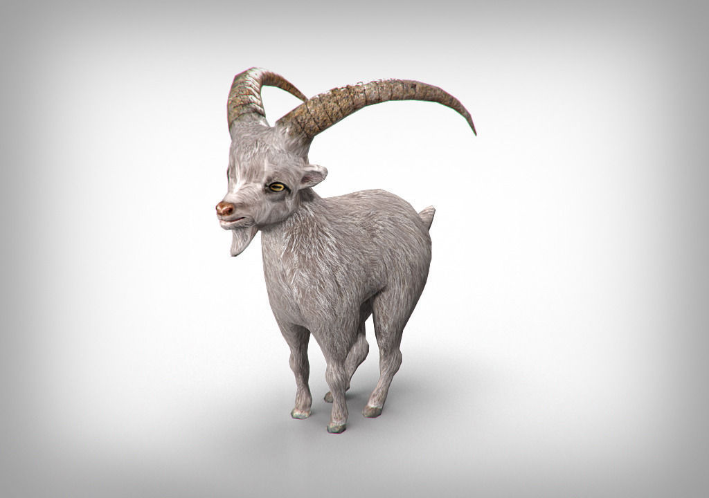 Goat low poly with long horns Low-poly 3D model_2