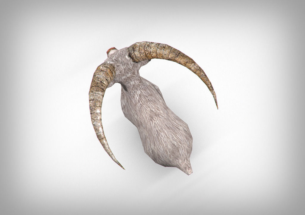 Goat low poly with long horns Low-poly 3D model_4