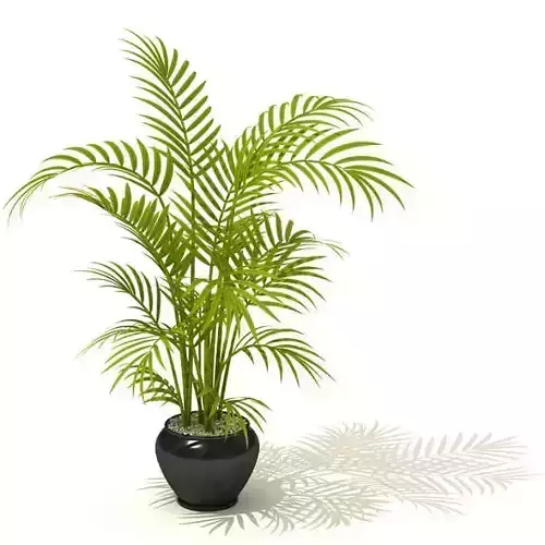 Tall Potted Palm Plant