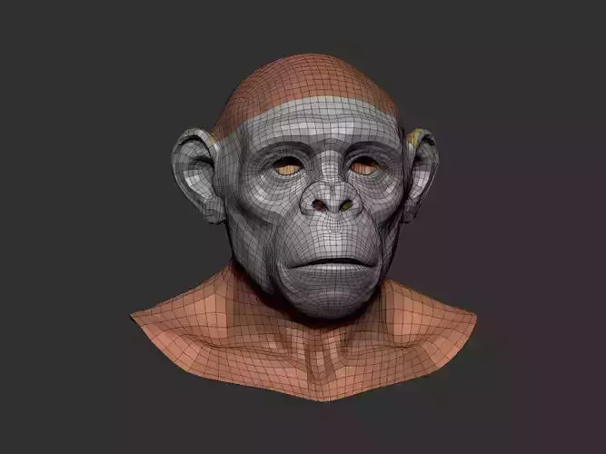 Goril Head base mesh 3D model