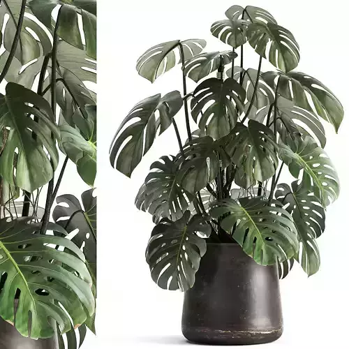 Monstera in a rust pot for the interior 1001