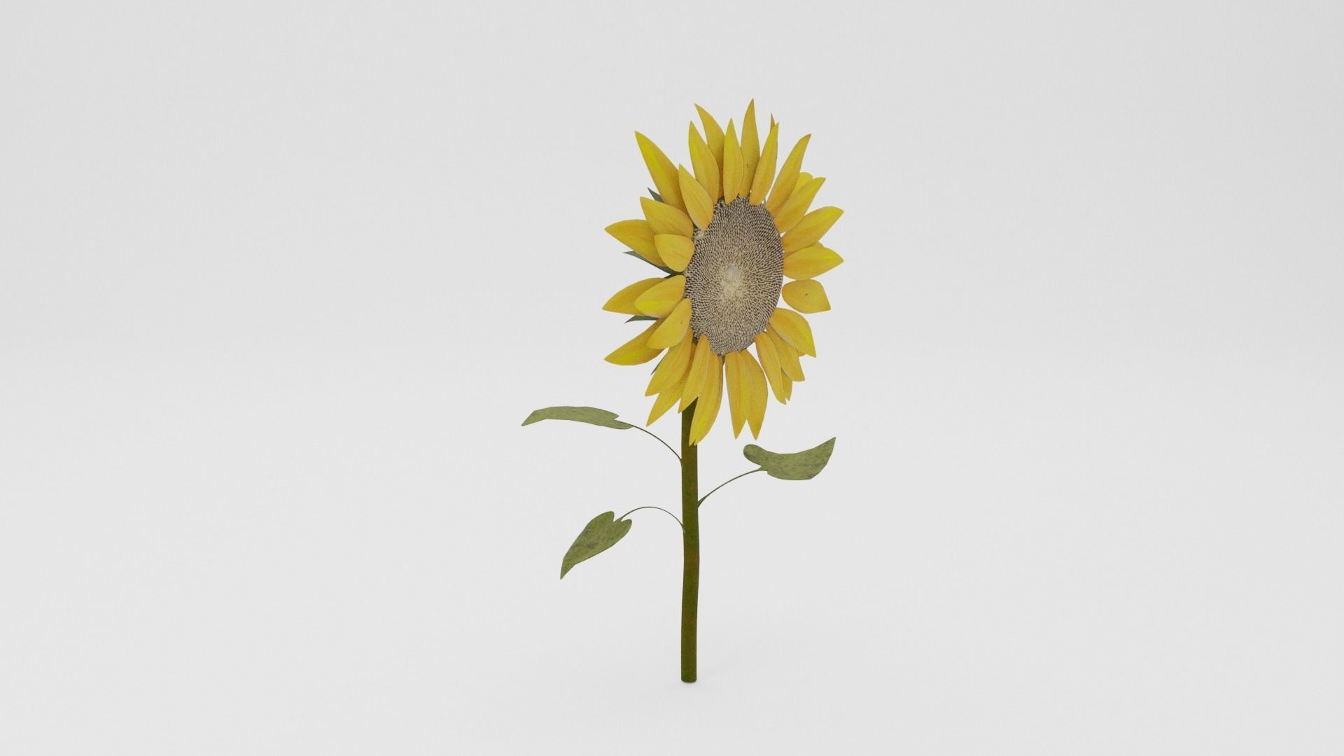 Sunflower Low-poly 3D model_1